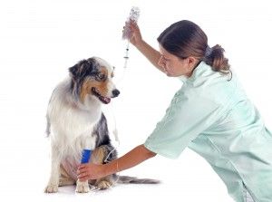 La Leishmaniosis Canina