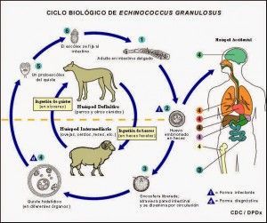 Hidatidosis, ¿qué es?, ¿qué provoca?, ¿cómo prevenirla?
