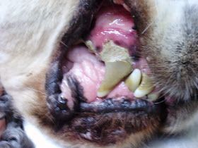 Enfermedad periodontal de los perros.