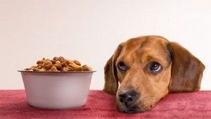 La mejor alimentación para tu mascota