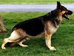¿Qué es la Displasia Canina? Mitos y Leyendas