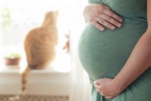 Para futuras mamás con gato, La Toxoplasmosis y el embarazo.