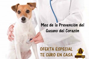 Promoción para la prevención de la Filiariosis Canina