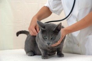El SIDA Felino