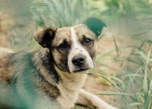Campaña de leishmaniosis canina
