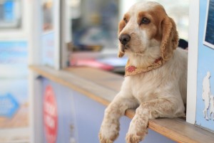 Los ineludibles en la salud canina para TODOS los años: