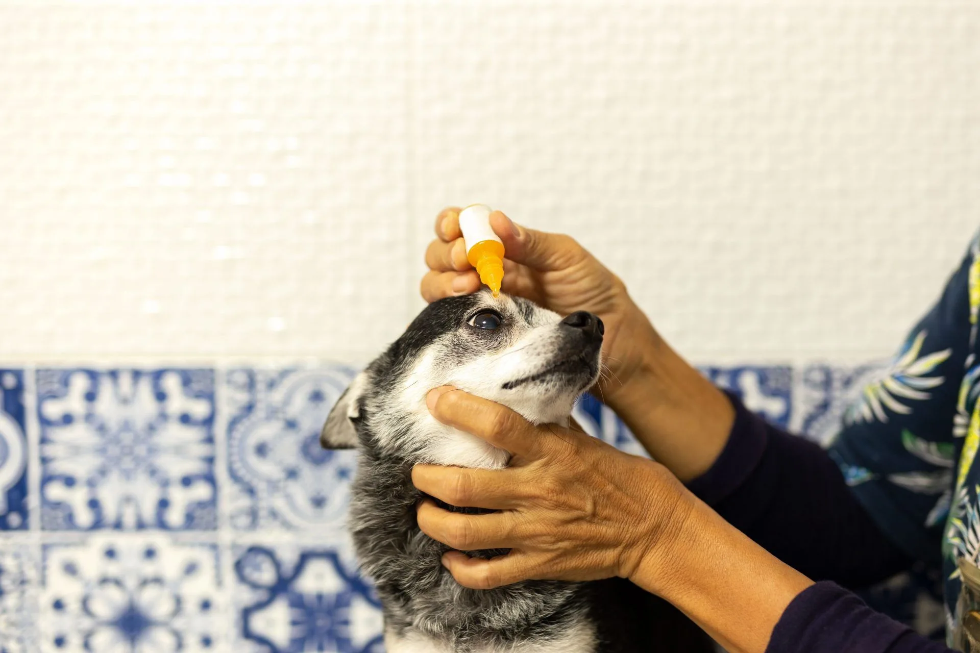 Todo por tu mascota