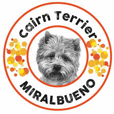 CairnTerrier de Miralbueno